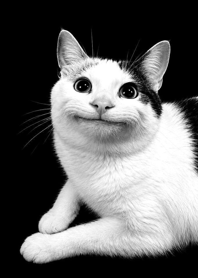 Smiling Cat Portrait