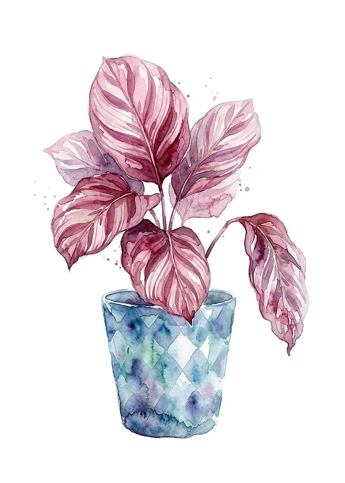 Watercolor Pink Calathea Houseplant