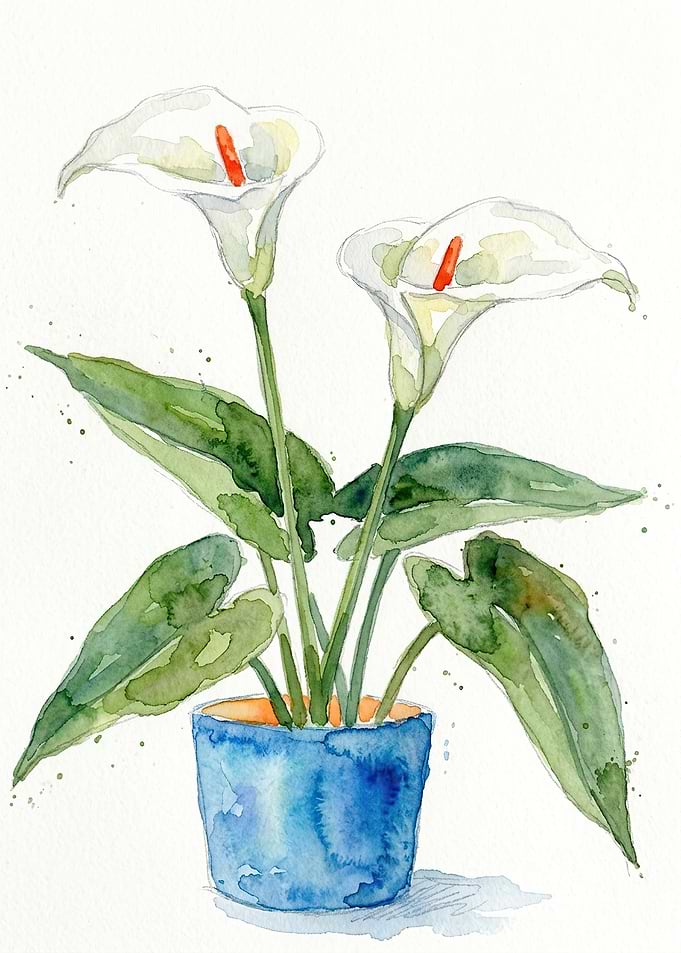 Watercolor Calla Lilies in Blue Pot