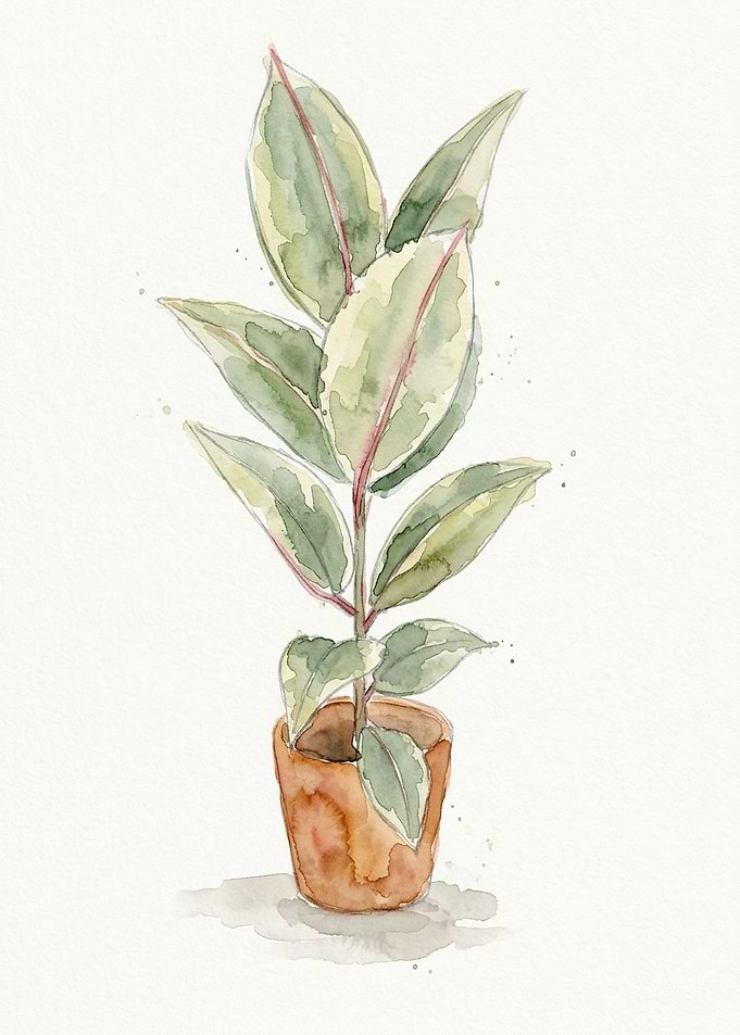 Watercolor Potted Variegated Rubber Plant