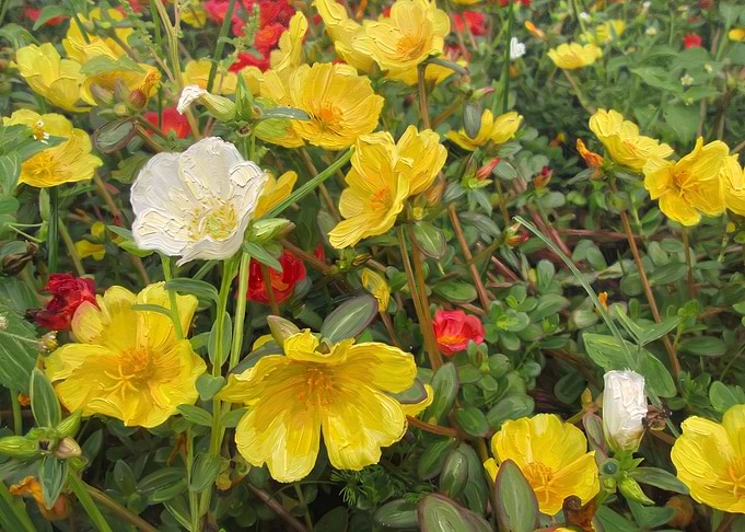 Vibrant Yellow and White Portulaca Flowers