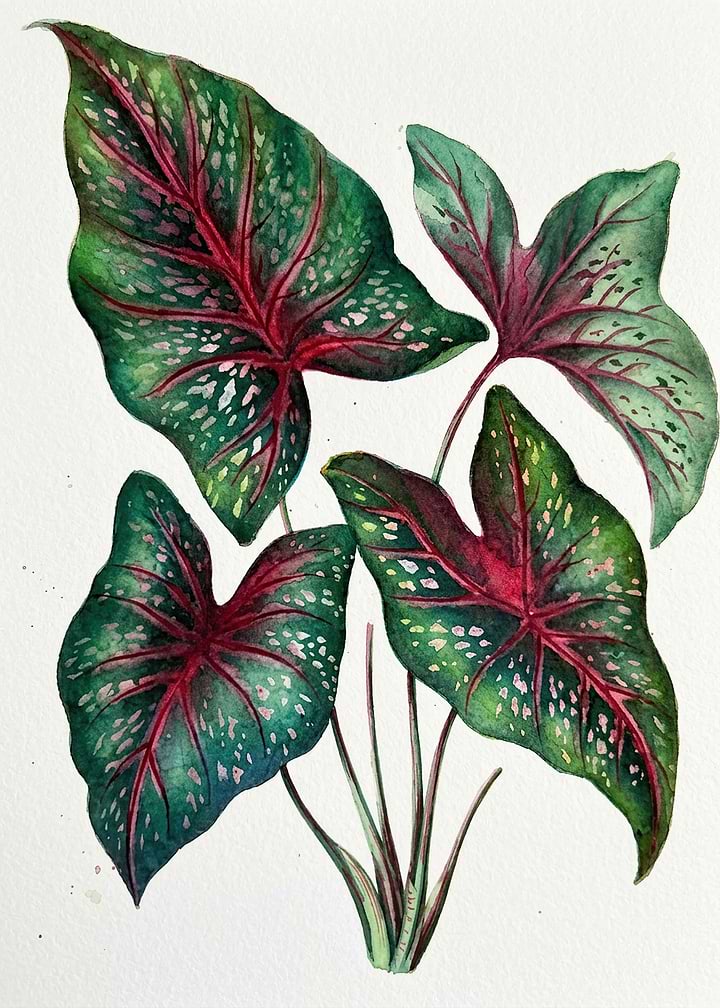 Watercolor Caladium Plant Illustration