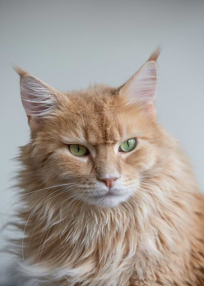 Majestic Ginger Maine Coon Portrait
