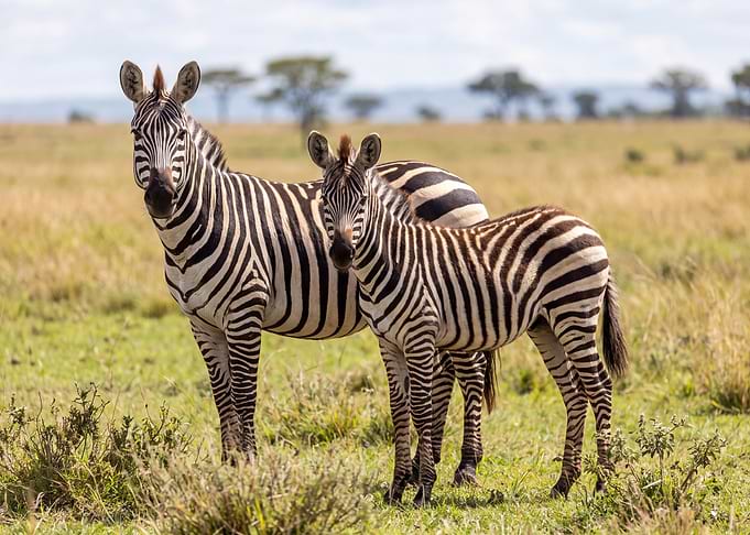 Zebra Mother and Foal in Savanna