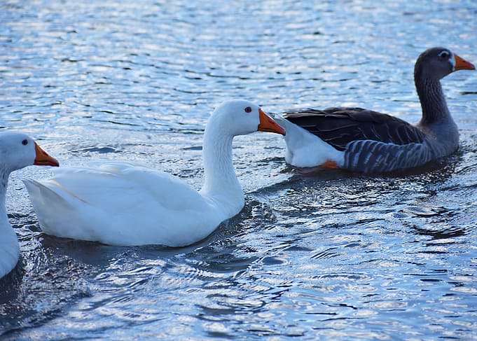 Three Geese Swimming in Water
