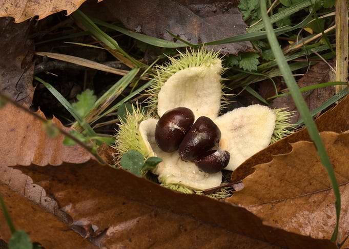 Sweet Chestnuts in Spiky Husk