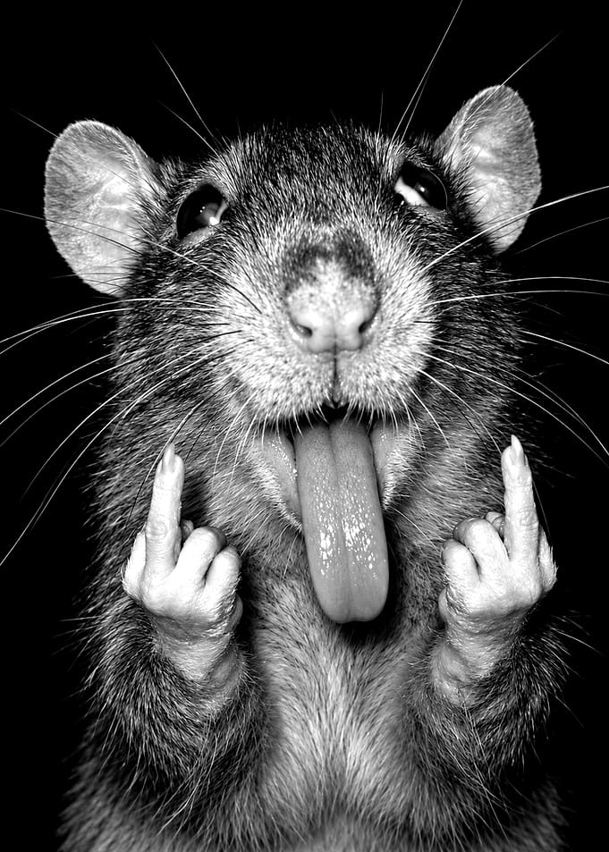 Funny Rat Giving Middle Fingers