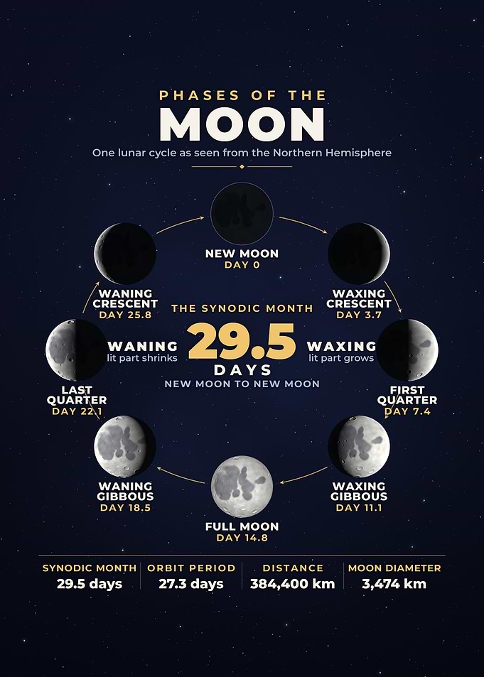 Phases Of The Moon Lunar Cycle Infographic Poster