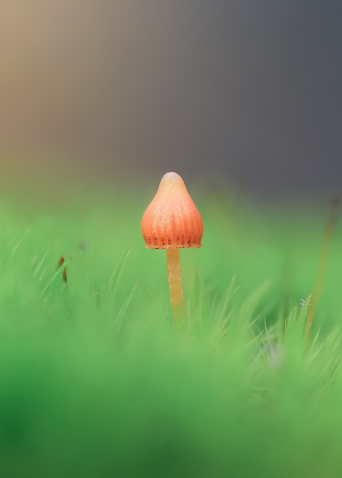 Small Orange Mushroom in Green Moss