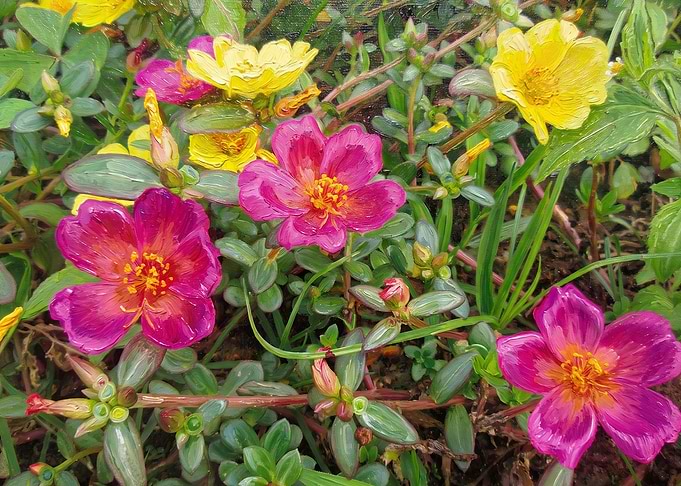 Vibrant Portulaca Flowers in Garden