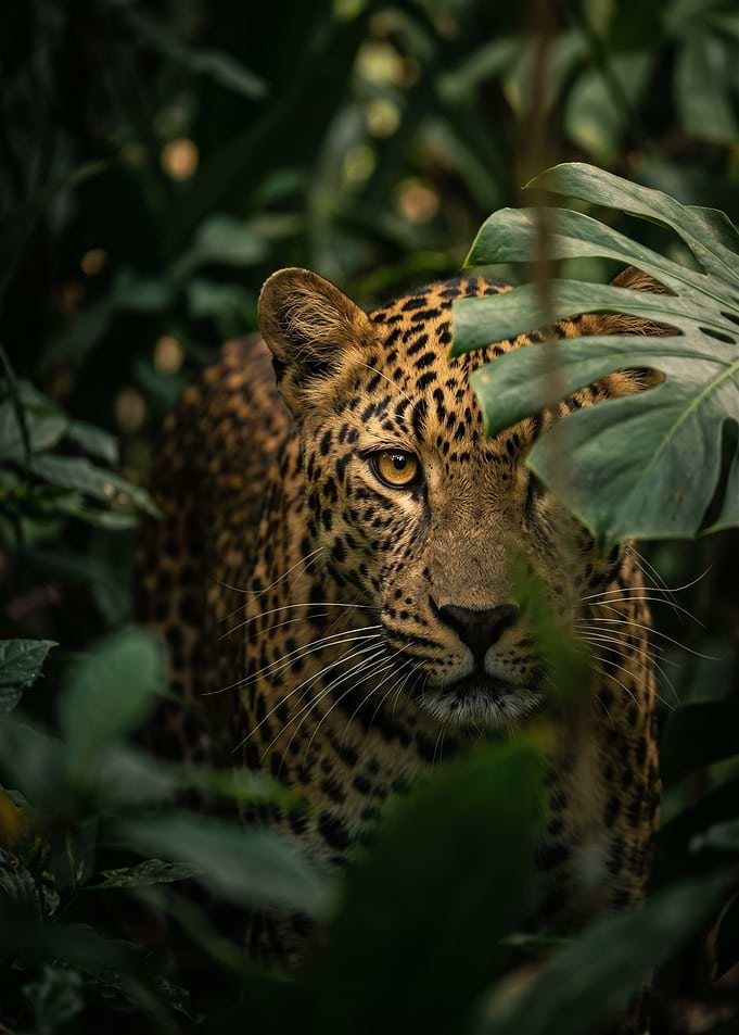 Leopard Peering Through Jungle Foliage
