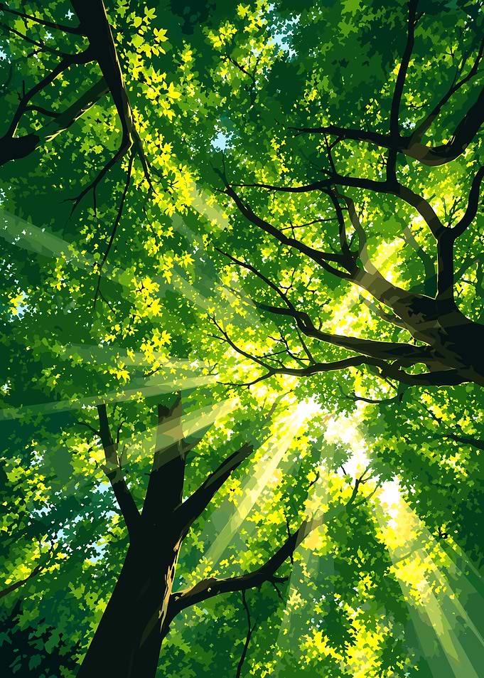 Sunlight Filtering Through Forest Canopy