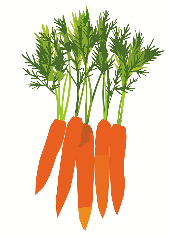Bunch of Fresh Orange Carrots