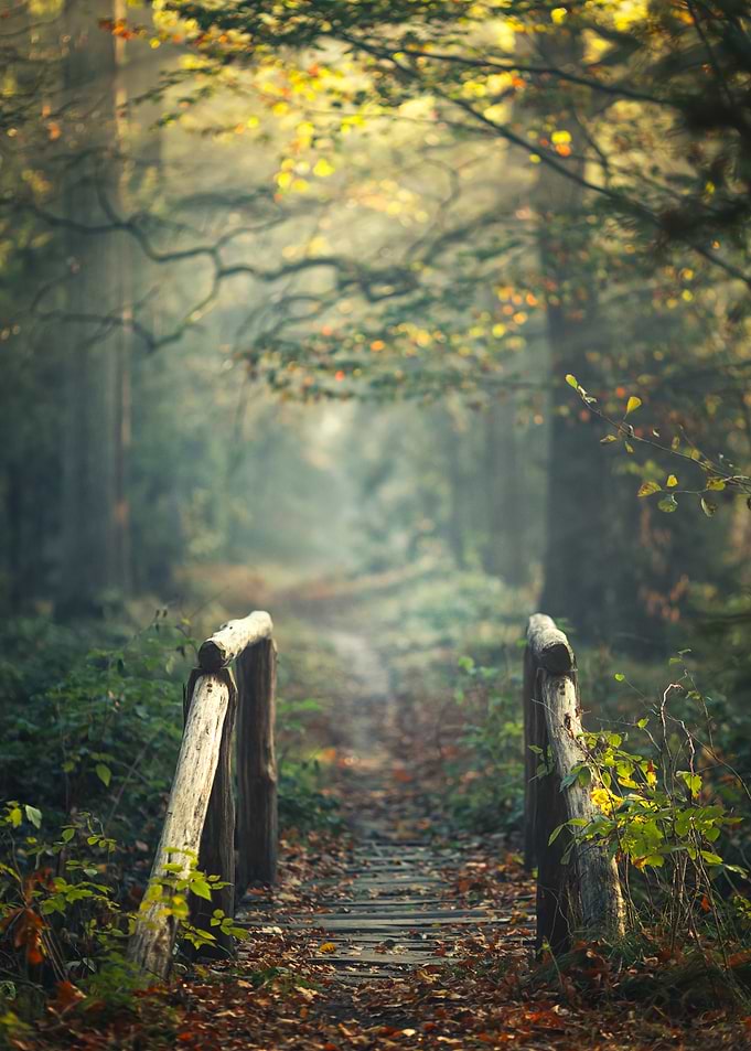 Wooden Bridge in Misty Autumn Forest