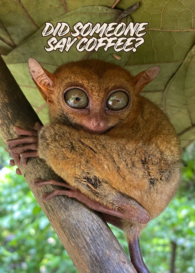 Funny Tarsier Asking About Coffee