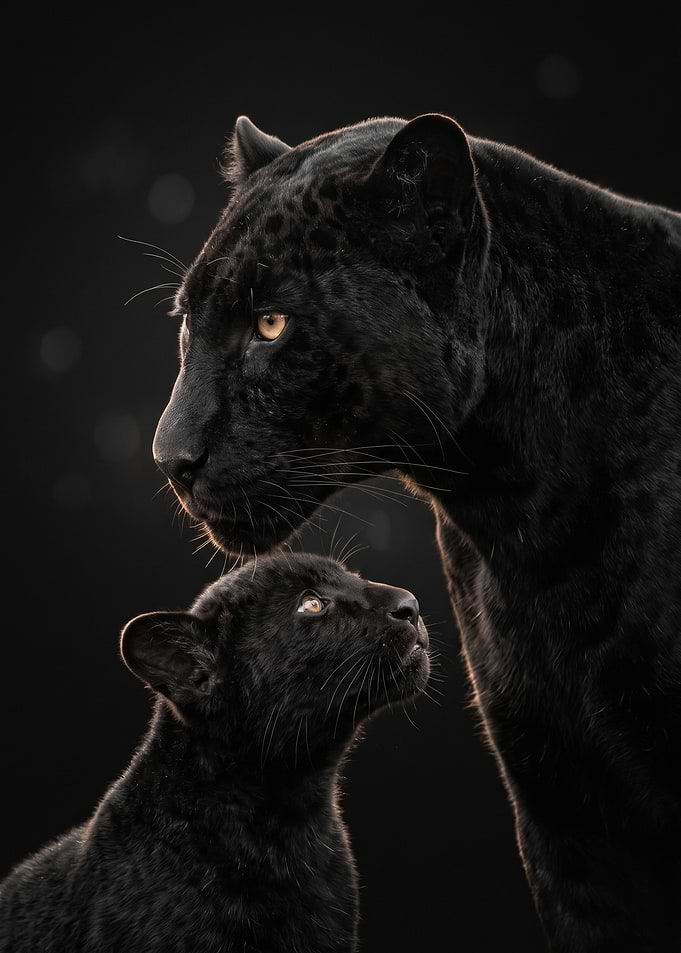 Black Panther Mother and Cub