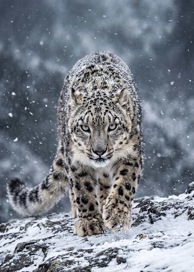 Majestic Snow Leopard in Winter Storm