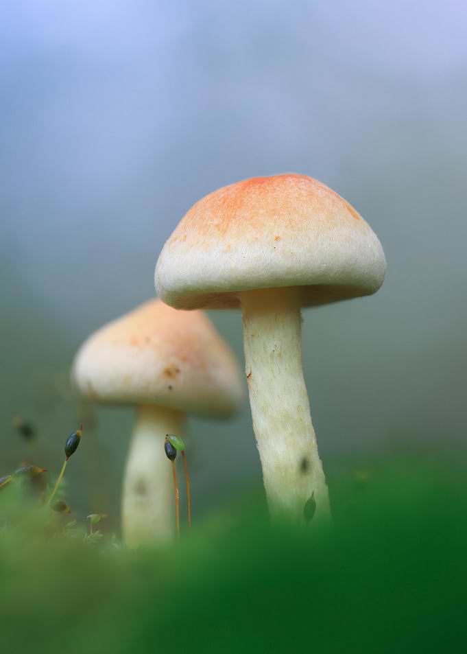 Two Small Mushrooms in Moss