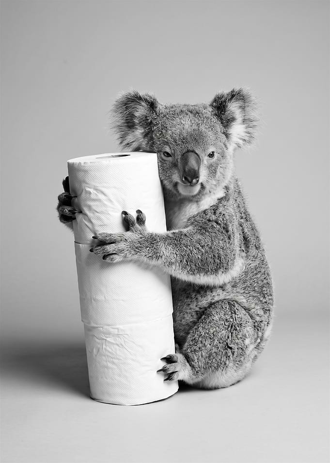 Koala Hugging Toilet Paper Rolls
