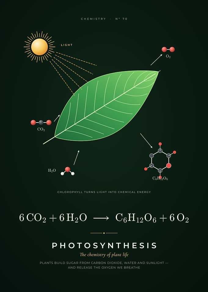 Photosynthesis Equation, Leaf, Light and Molecules