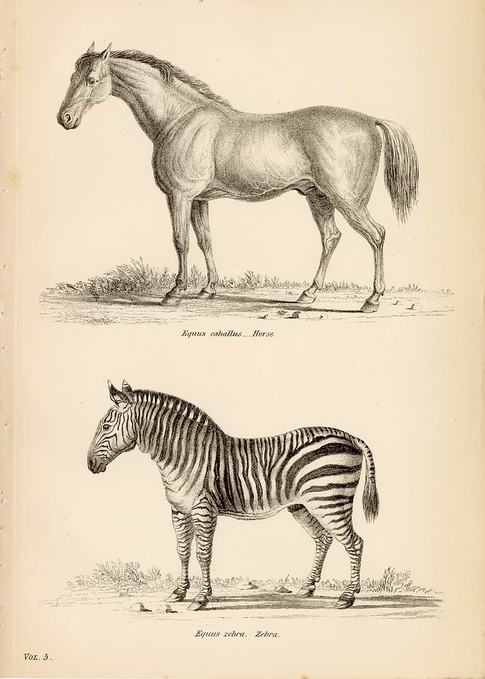 Vintage Scientific Illustration of Equines