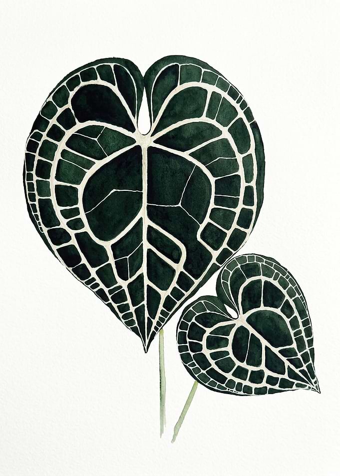 Watercolor Illustration of Anthurium Leaves