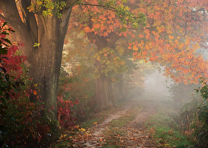 Misty Autumn Forest Path