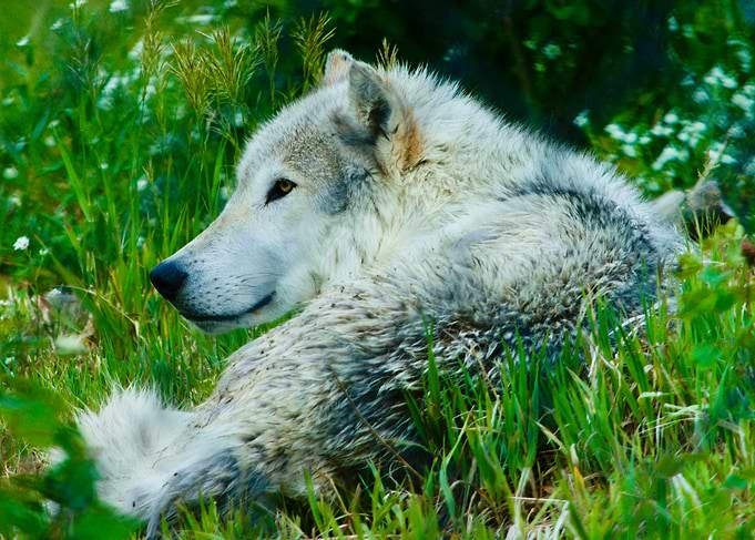 Grey Wolf Resting in Tall Grass