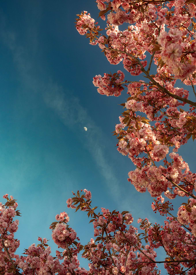 Cherry Blossoms Against Blue Sky