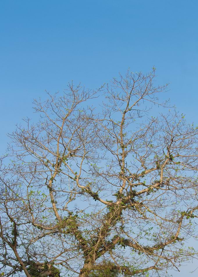 Bare tree branches against blue sky