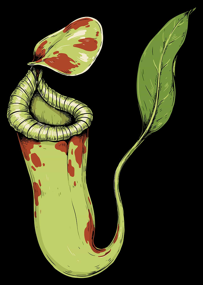 Illustrated Pitcher Plant Botanical Art