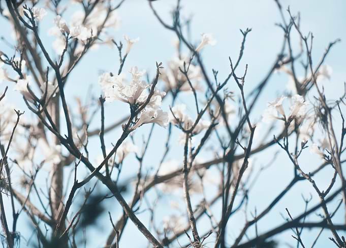 Delicate White Blossoms on Bare Branches