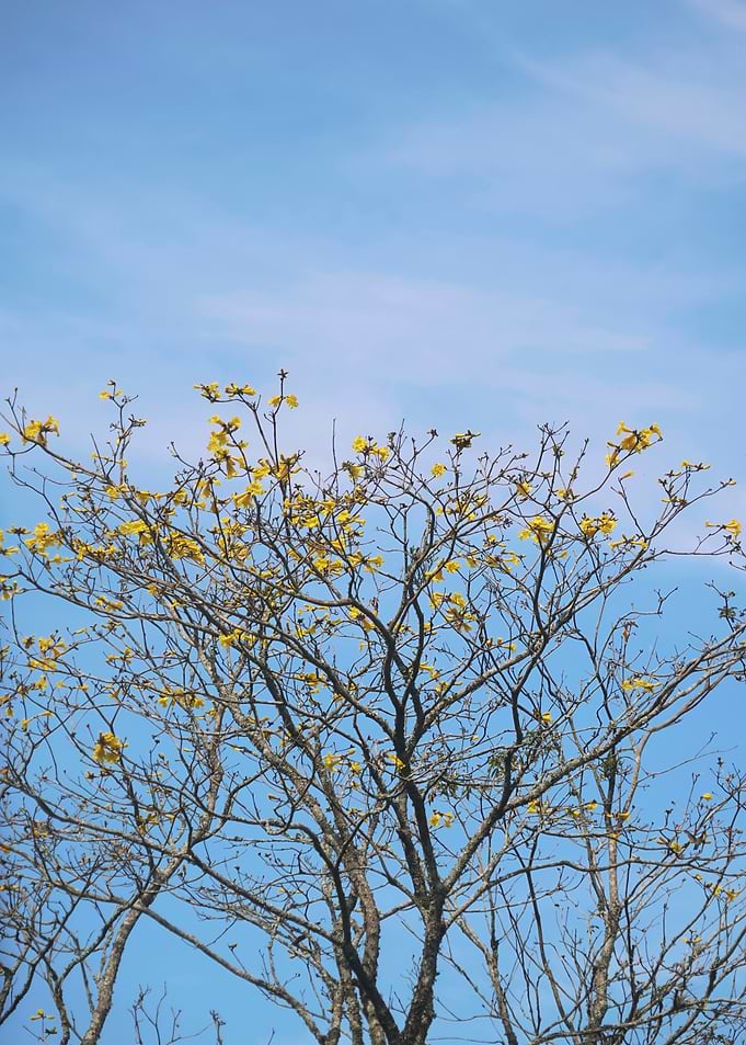 Yellow Blossoming Tree Against Blue Sky