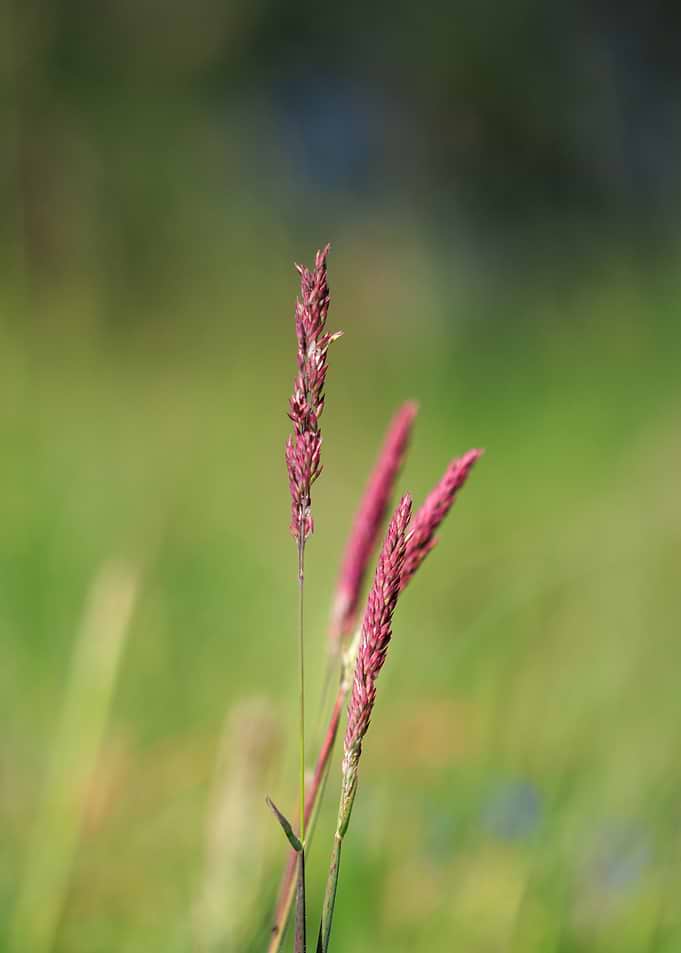 Purple Grass Seed Heads in Meadow