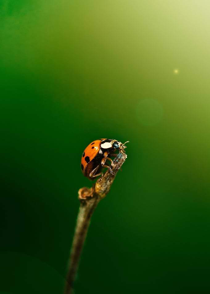 Ladybug perched on a twig