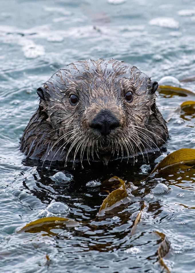 Close-up Portrait of a Sea Otter
