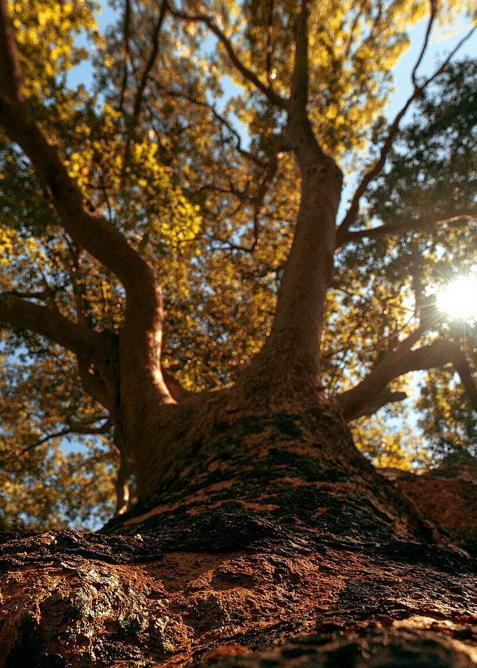Low Angle View of Ancient Tree