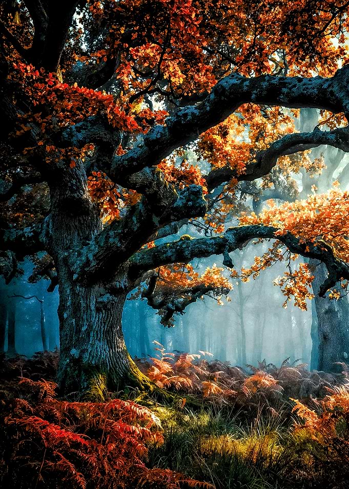 Enchanted Autumn Forest with Ancient Oak