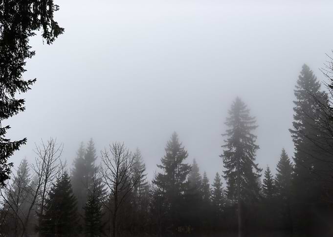 Misty Forest Landscape