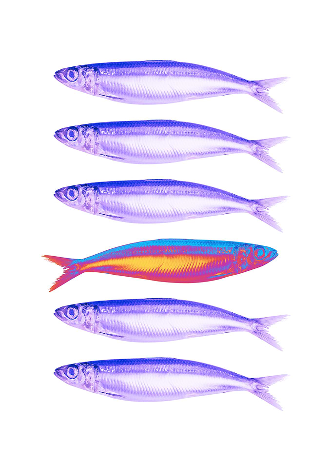 Pop Art Sardine Pattern