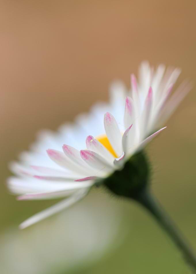 Close-up of a delicate daisy