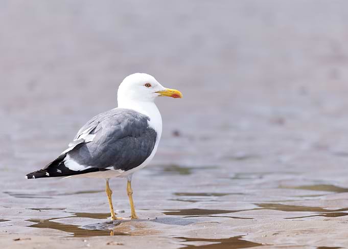 Seagull Standing on Sandy Beach