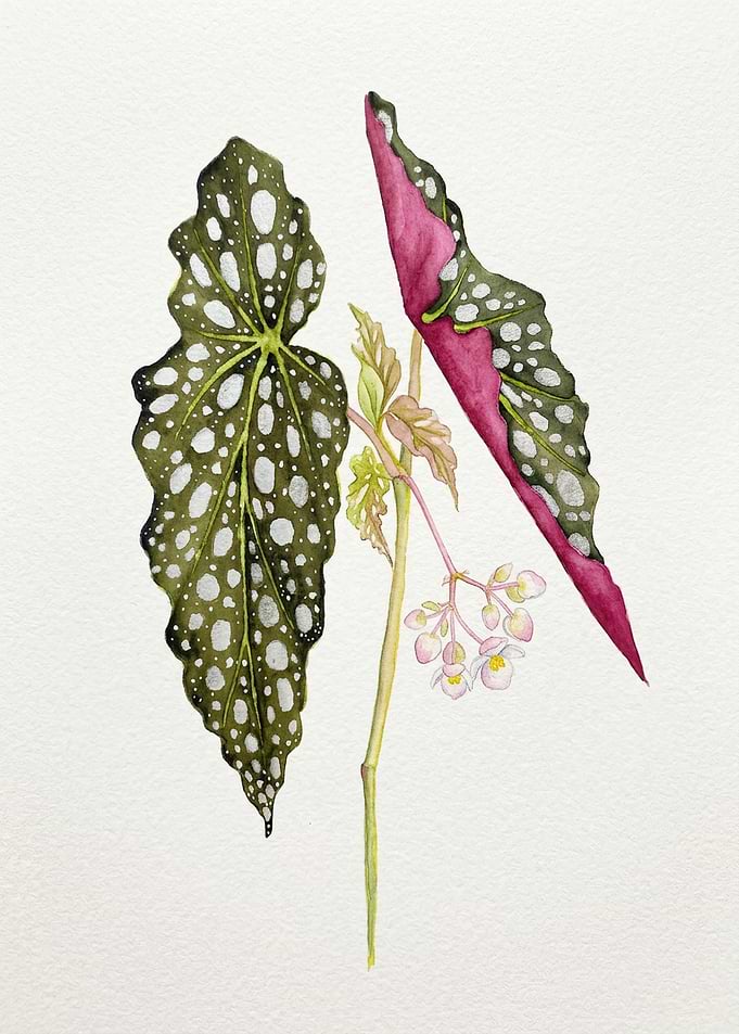 Watercolor Illustration of Polka Dot Begonia