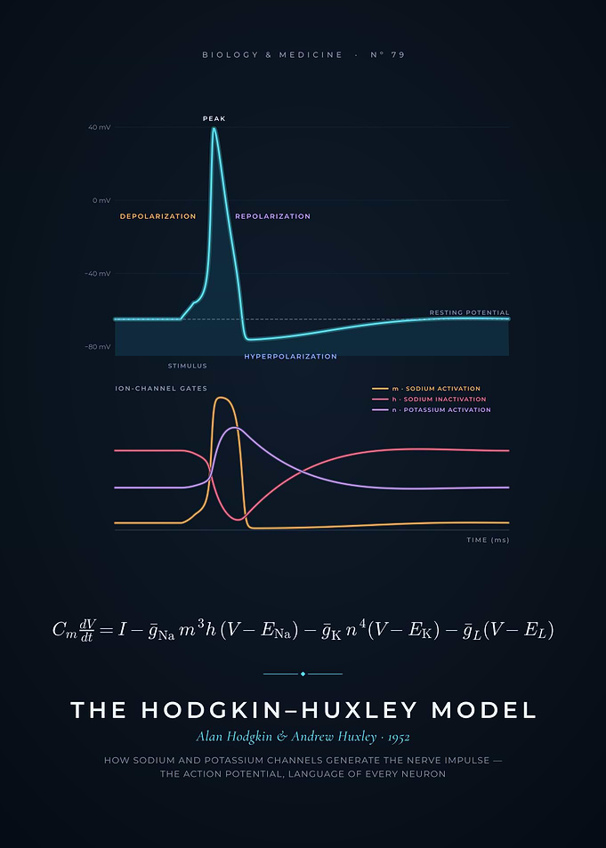 Hodgkin-Huxley Model, Neuron Action Potential