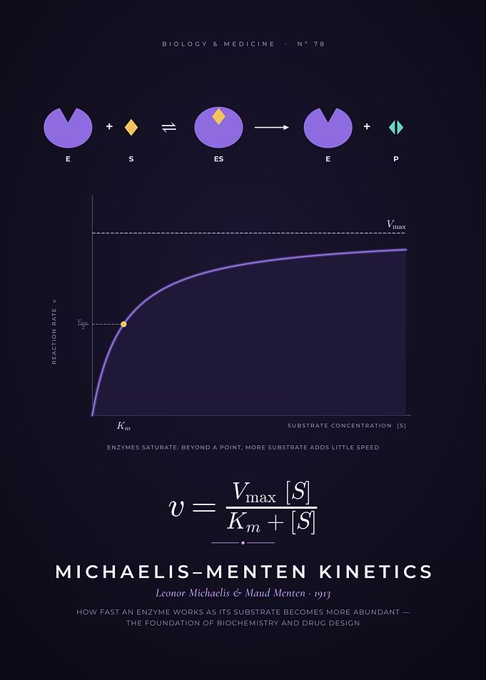 Michaelis-Menten Kinetics, Enzyme Saturation Curve