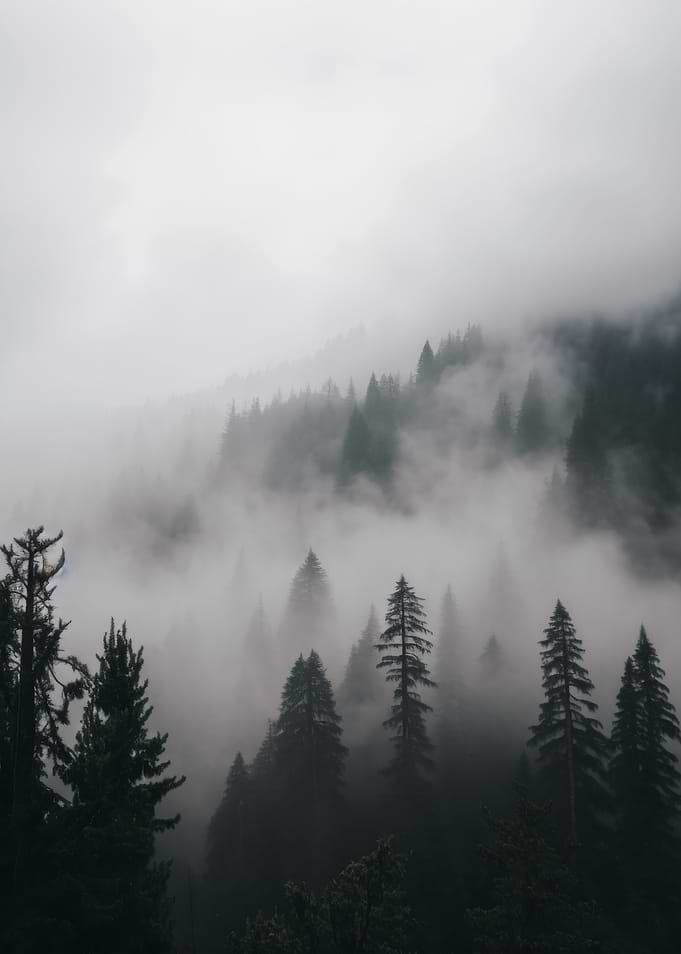 Misty Forest Mountain Landscape