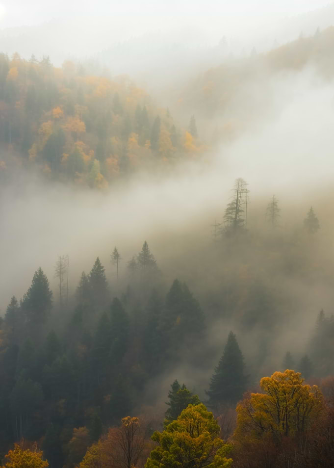 Misty Autumn Forest Landscape