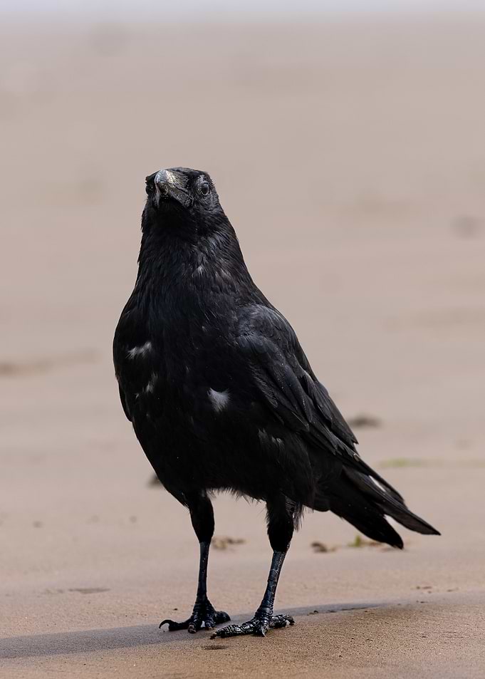 A solitary black crow on sand