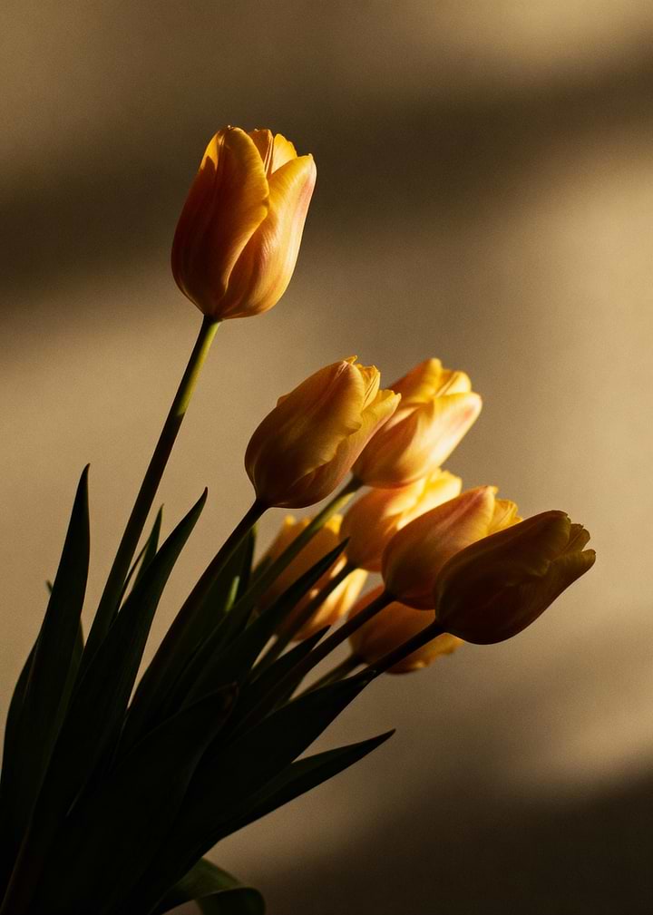 Golden Hour Yellow Tulips