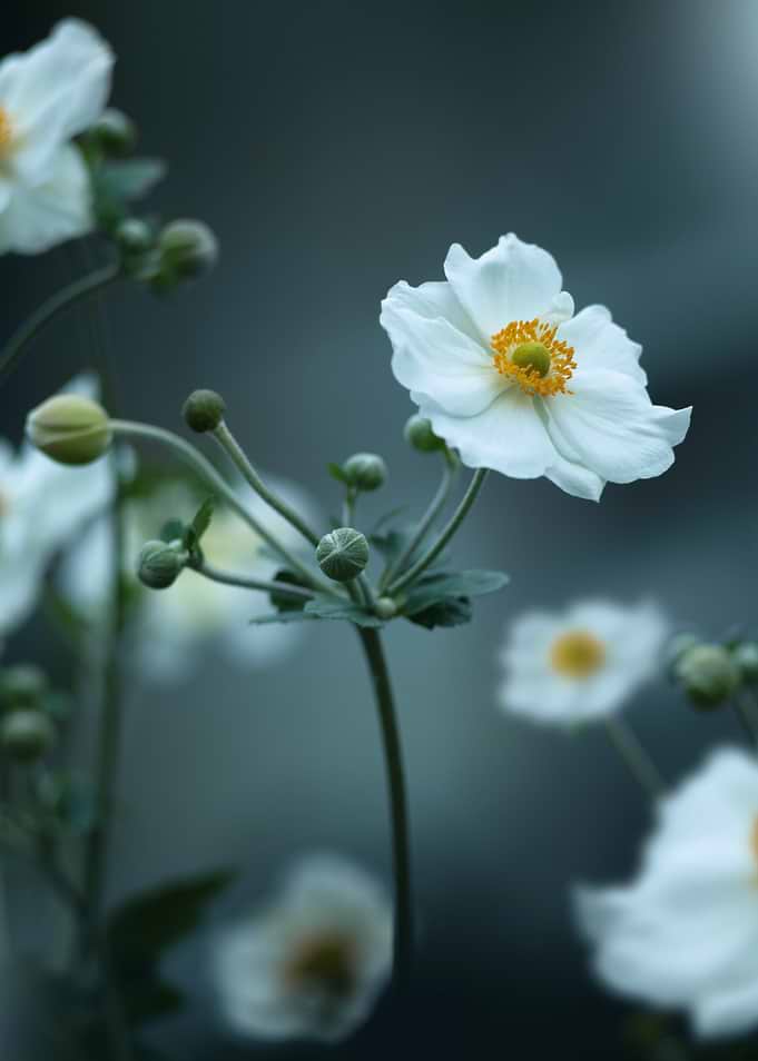 Delicate White Anemone Flowers